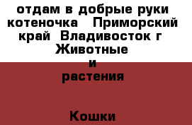 отдам в добрые руки котеночка - Приморский край, Владивосток г. Животные и растения » Кошки   . Приморский край